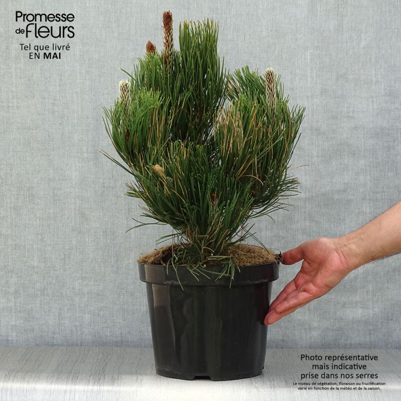 Pinus heldreichii Satellit - Bosnian Pine sample as delivered in spring