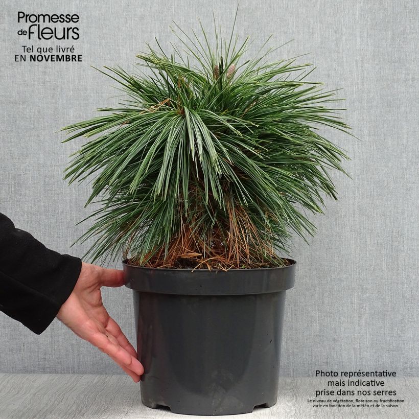 Pinus schwerinii Wiethorst 7.5L/10L pot sample as delivered in autumn