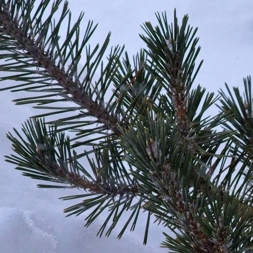 Pinus thunbergii Kotobuki - Japanese Black Pine (Foliage)