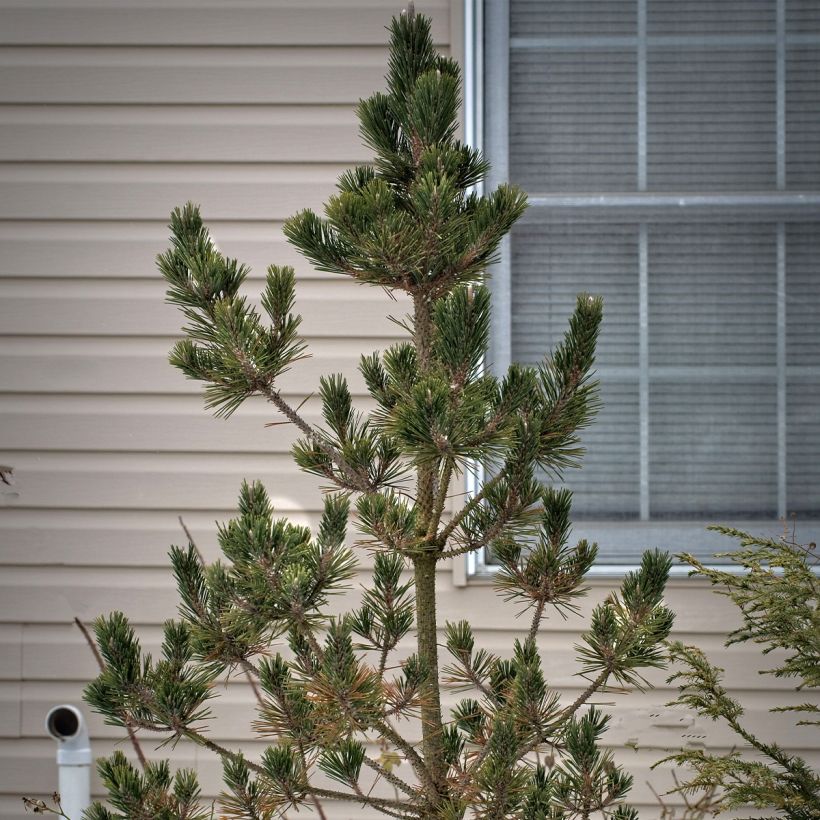 Pinus thunbergii Kotobuki - Japanese Black Pine (Plant habit)