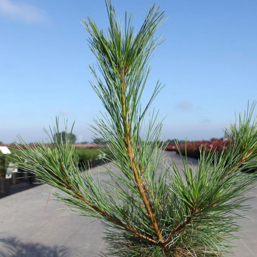 Pinus strobus Blue Shag - Eastern White Pine (Foliage)