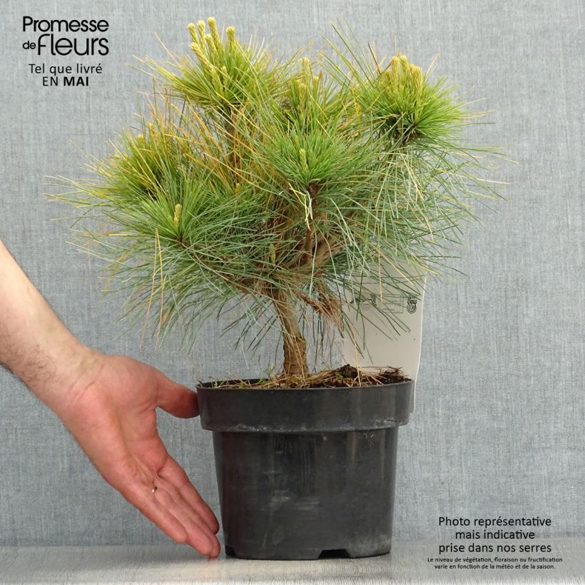 Pinus strobus Blue Shag - Eastern White Pine sample as delivered in spring