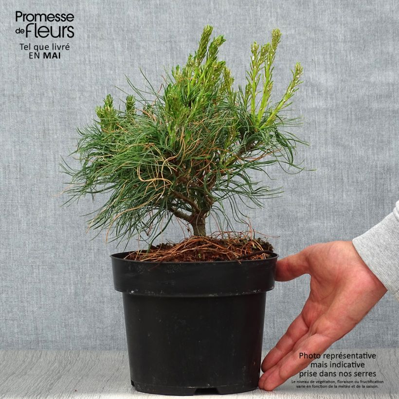 Pinus strobus Tiny Kurls - Eastern White Pine sample as delivered in spring
