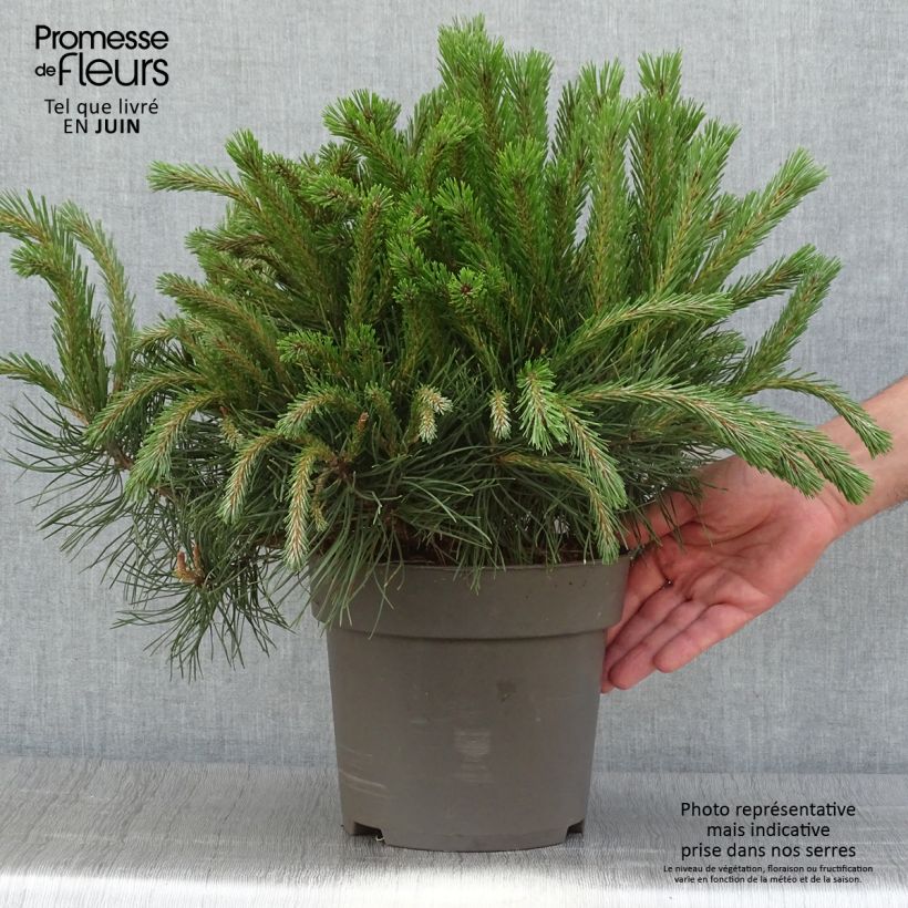 Pinus mugo subsp. uncinata - Dwarf Mountain Pine Each sample as delivered in summer