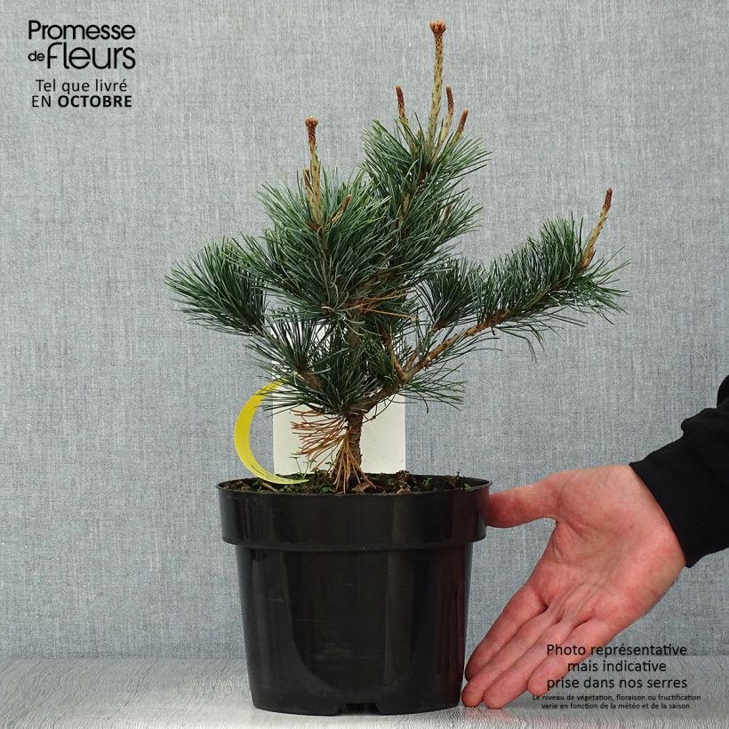 Pinus parviflora Negishi - Japanese White Pine sample as delivered in autumn