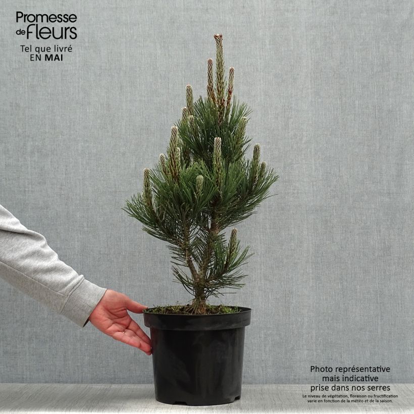 Pinus heldreichii Malinkii - Bosnian Pine sample as delivered in spring