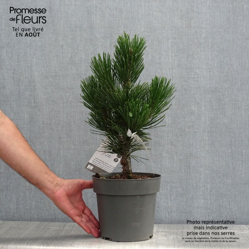 Pinus heldreichii Little Dracula - Bosnian Pine 4L/5L pot sample as delivered in summer
