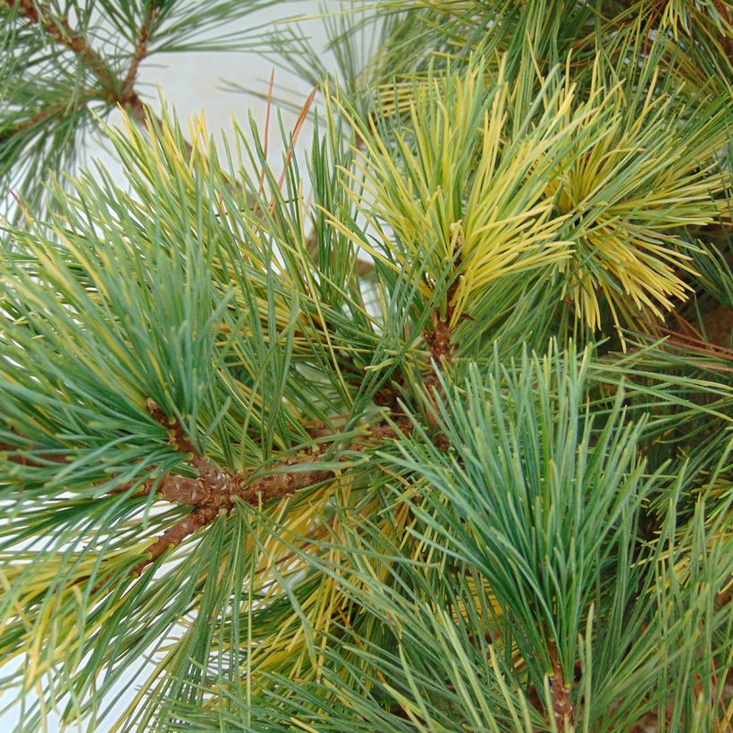 Pinus peuce Aureovariegata - Macedonian Pine (Foliage)