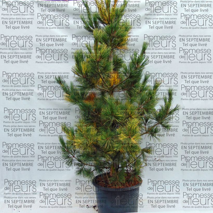 Example of Pinus peuce Aureovariegata - Macedonian Pine 18L/20L pot specimen as delivered