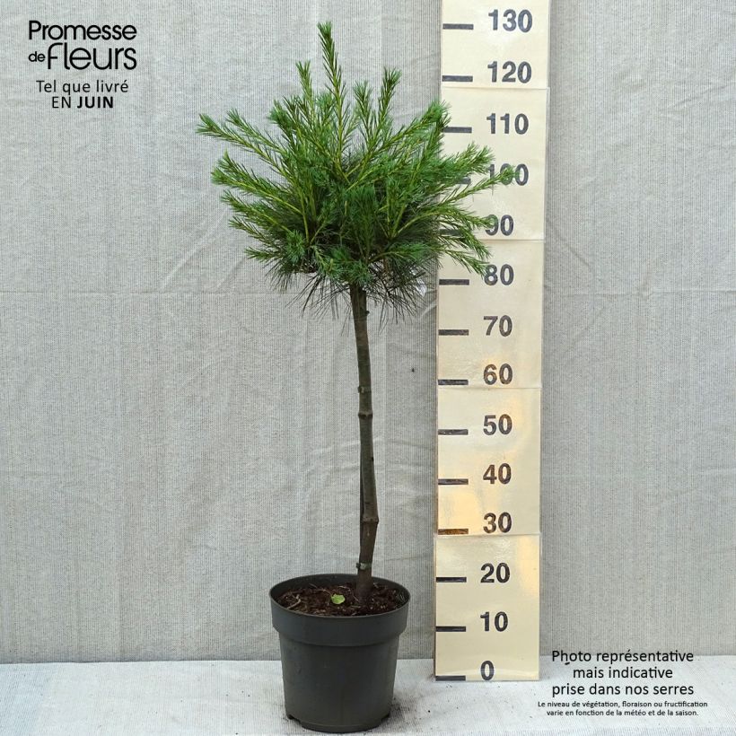 Pinus strobus Mary Butler - Eastern White Pine 7.5L/10L pot sample as delivered in summer
