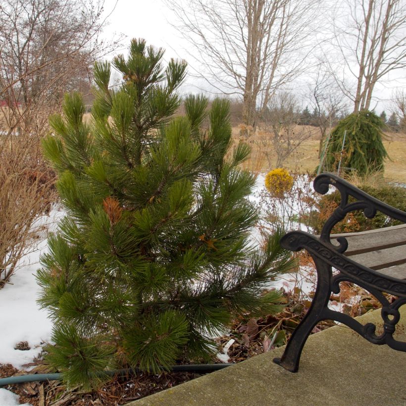 Pinus leucodermis Compact Gem (Plant habit)