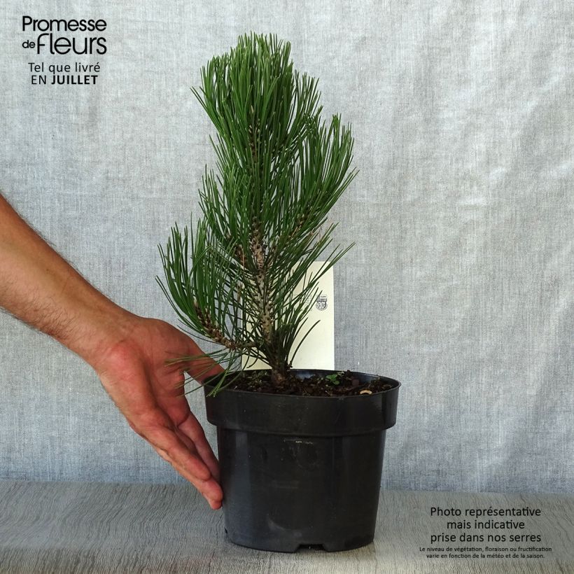 Pinus leucodermis Compact Gem 2L/3L pot sample as delivered in summer