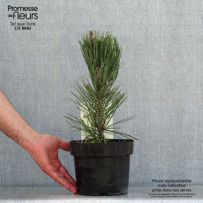 Pinus leucodermis Compact Gem sample as delivered in spring