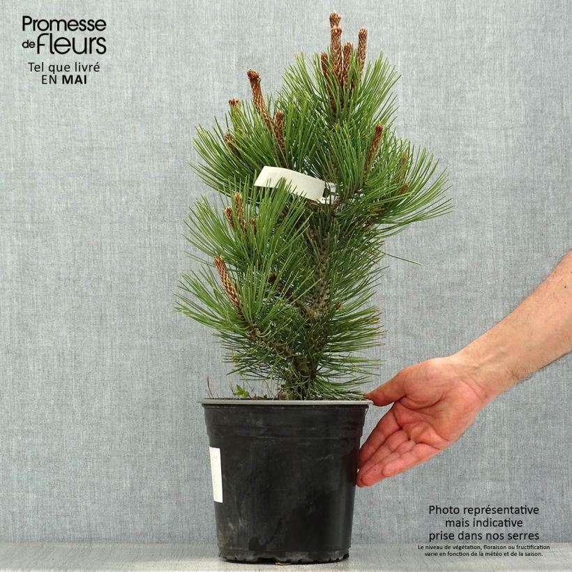 Pinus leucodermis Compact Gem sample as delivered in spring