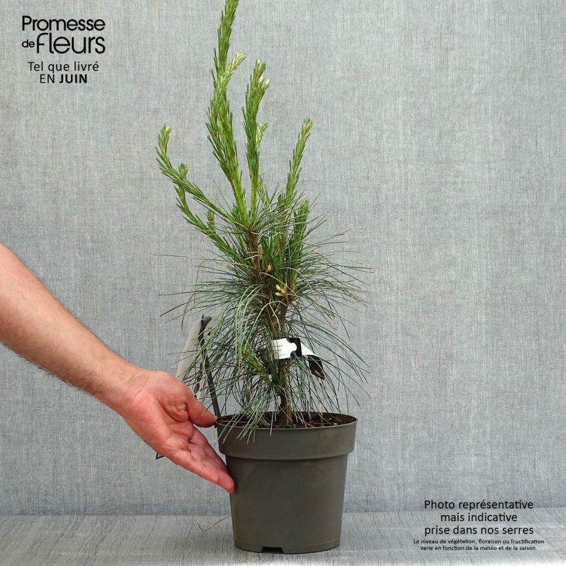 Pinus wallichiana Densa Hill - Bhutan Pine 3L/4L pot sample as delivered in summer