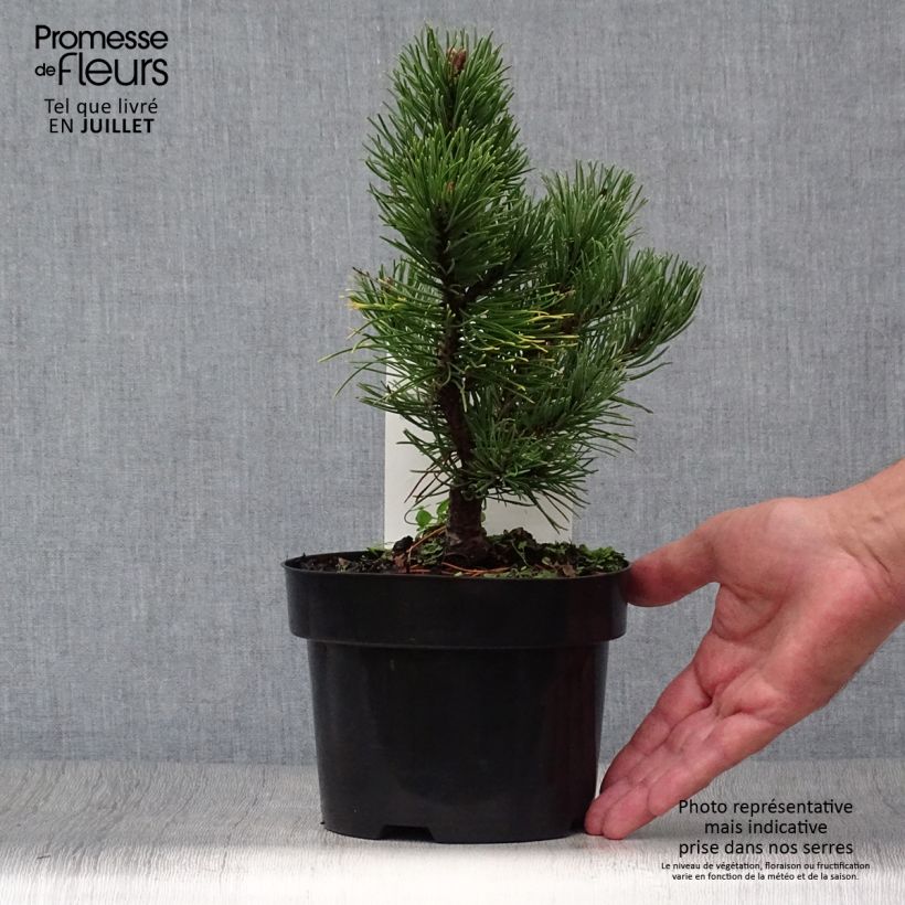 Pinus mugo Carstens Wintergold - Dwarf Mountain Pine 2L/3L pot sample as delivered in summer