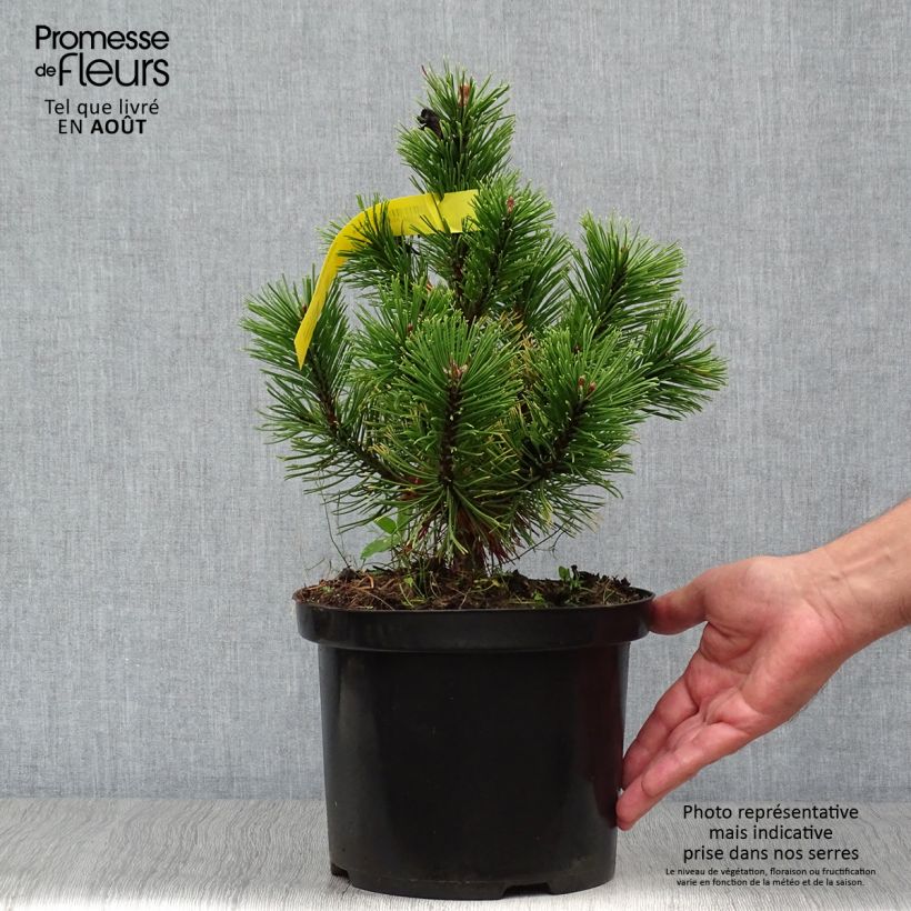 Pinus mugo Carstens Wintergold - Dwarf Mountain Pine 4L/5L pot sample as delivered in summer
