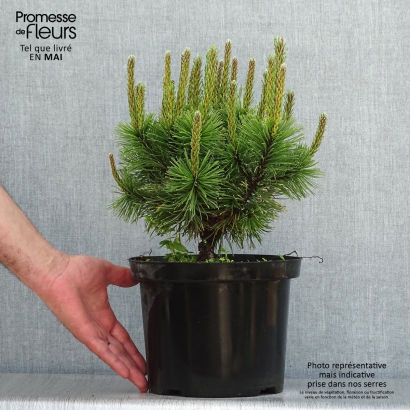 Pinus mugo Carstens Wintergold - Dwarf Mountain Pine sample as delivered in spring
