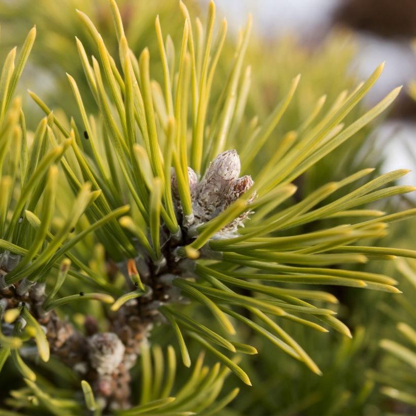 Pinus mugo Mops Gold - Dwarf Mountain Pine (Harvest)