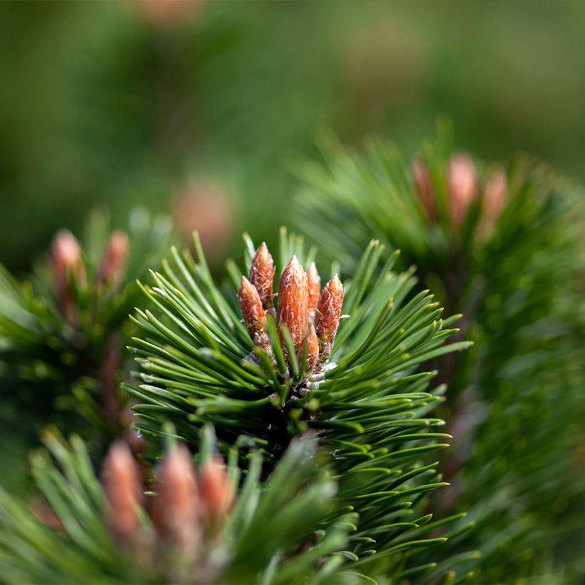 Pinus mugo Mumpitz - Dwarf Mountain Pine (Foliage)