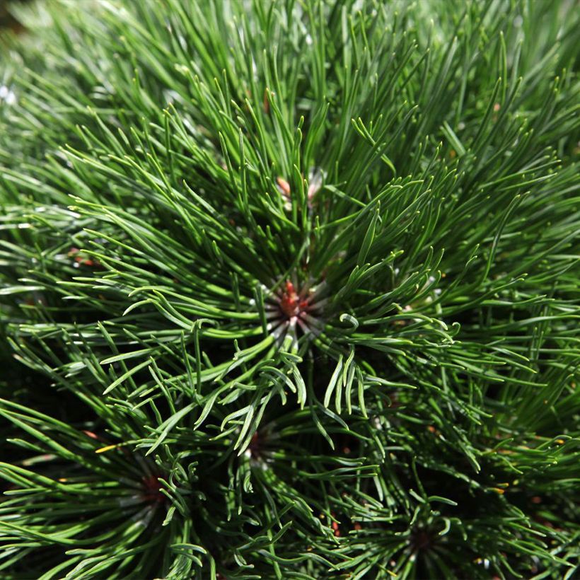 Pinus mugo Varella - Dwarf Mountain Pine (Foliage)