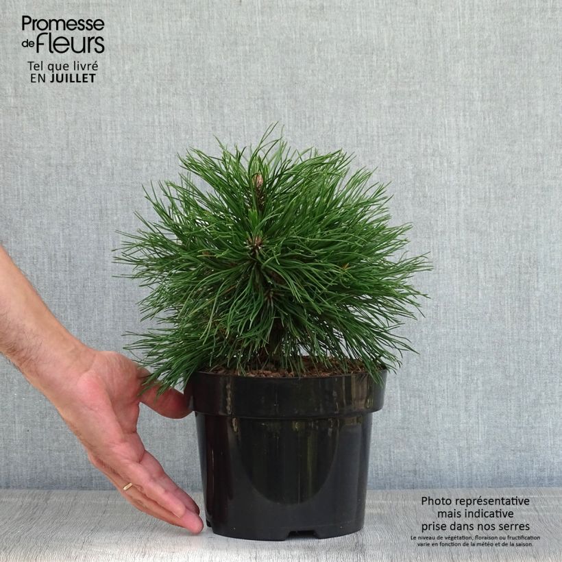 Pinus mugo Varella - Dwarf Mountain Pine 2L/3L pot sample as delivered in summer