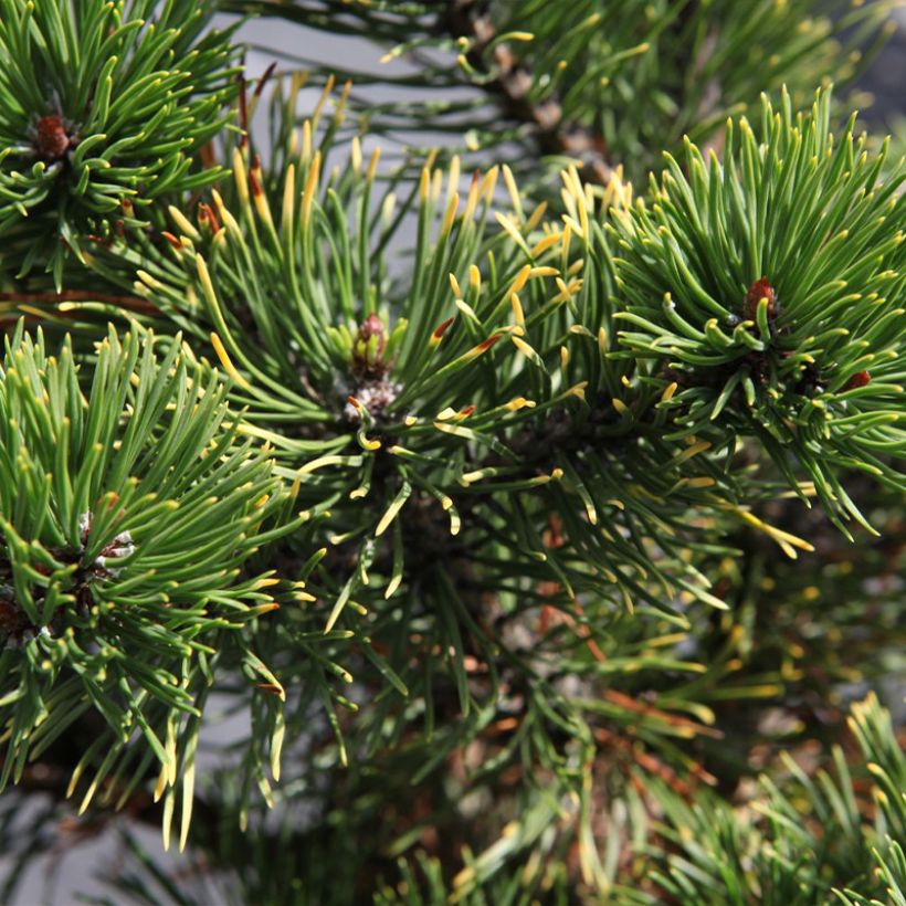 Pinus mugo Carstens Wintergold - Dwarf Mountain Pine (Foliage)
