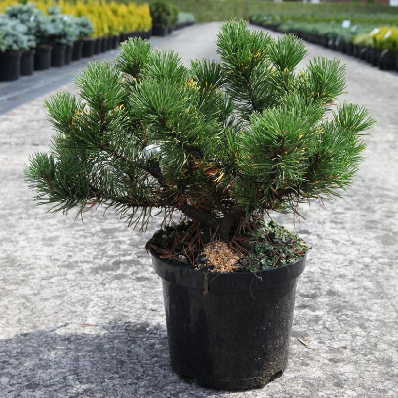 Pinus mugo Carstens Wintergold - Dwarf Mountain Pine (Plant habit)