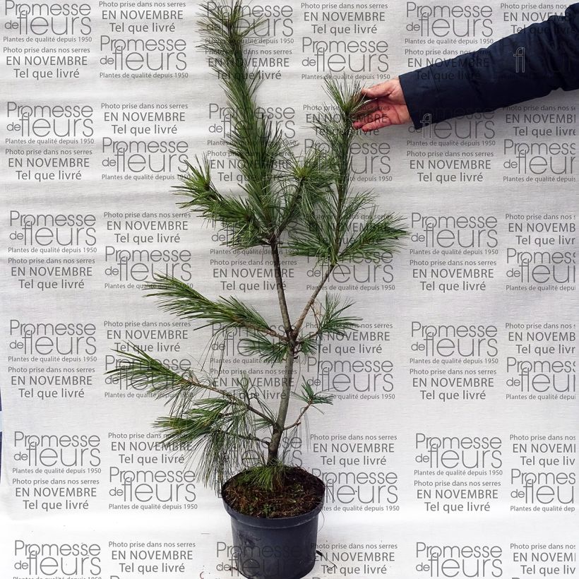 Example of Pinus x schwerinii 7.5L/10L pot specimen as delivered