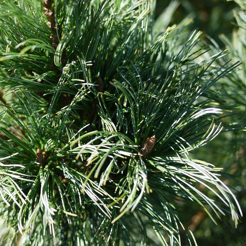 Pinus pumila Glauca (Foliage)