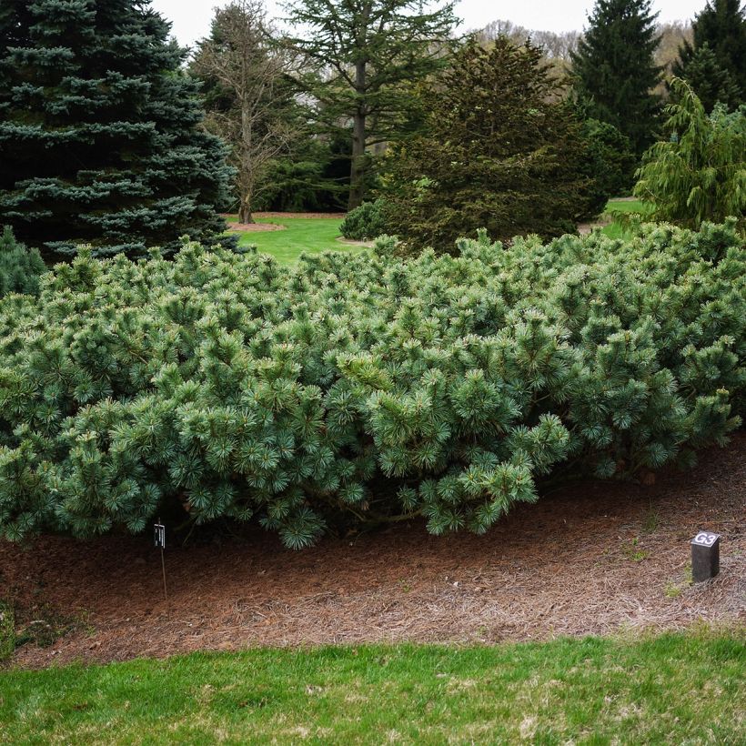 Pinus pumila Glauca (Plant habit)