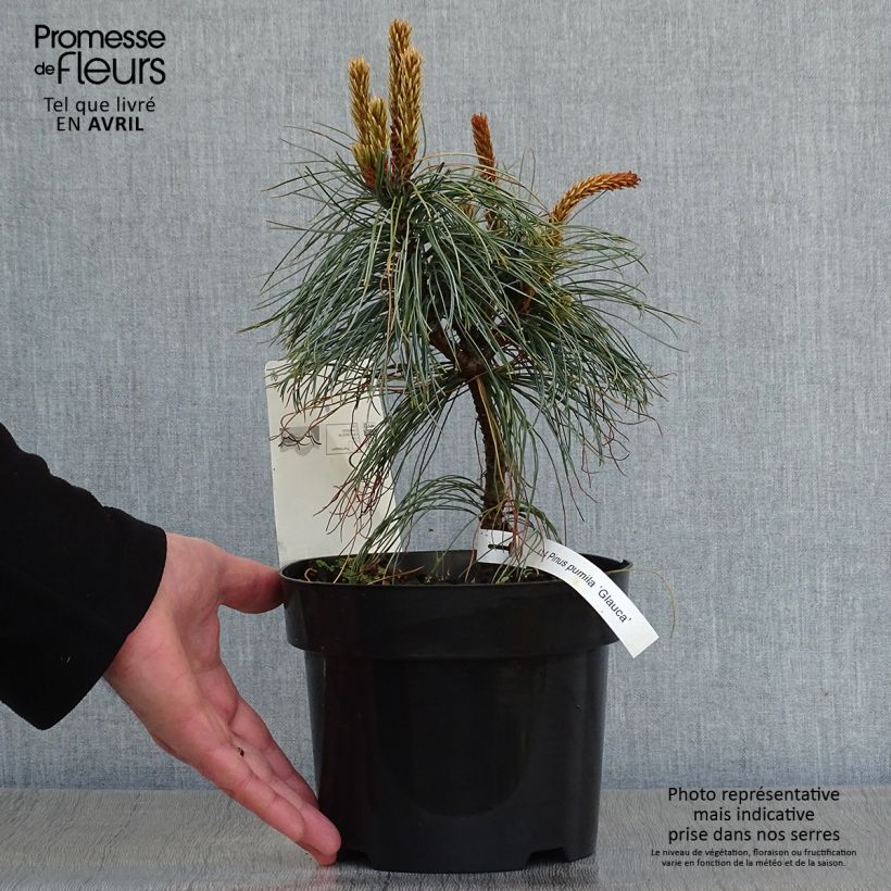 Pinus pumila Glauca 2L/3L potShipped height around 20/25cm sample as delivered in spring