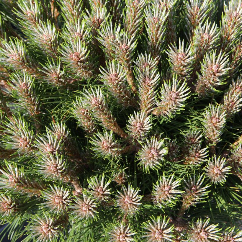 Black pine - Pinus nigra Marie Brégeon (Foliage)