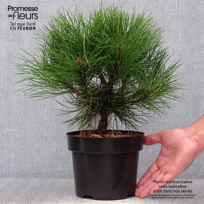 Black pine - Pinus nigra Marie Brégeon 2L/3L pot sample as delivered in autumn