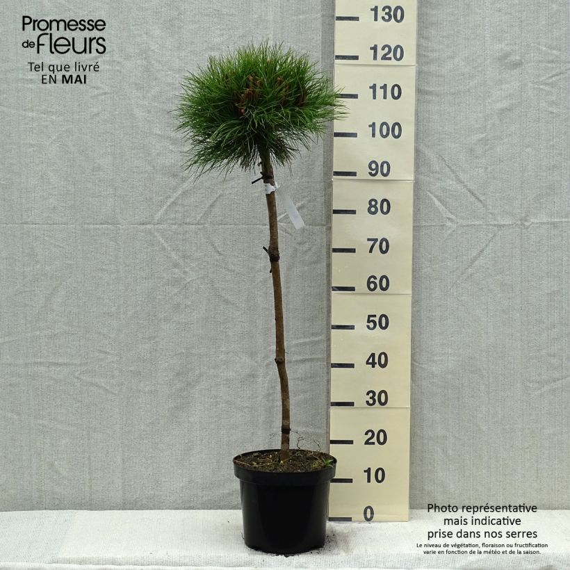 Black pine - Pinus nigra Marie Brégeon sample as delivered in spring