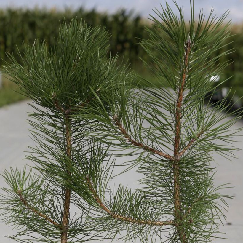 Austrian black pine - Pinus nigra nigra (Foliage)