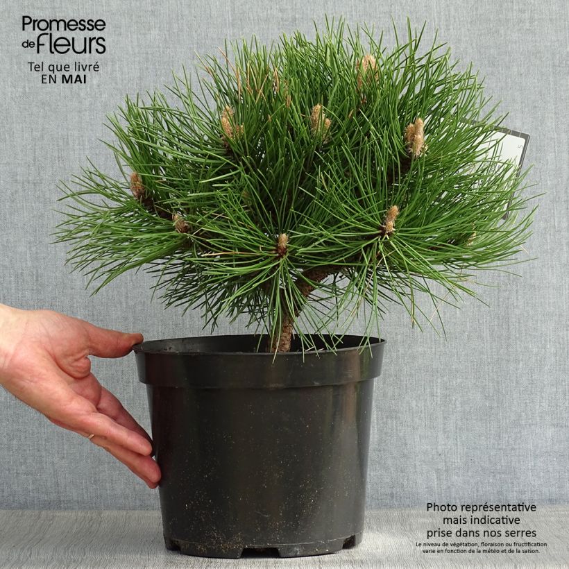 Dwarf Black Pine - Pinus nigra Nana 4L/5L pot sample as delivered in spring
