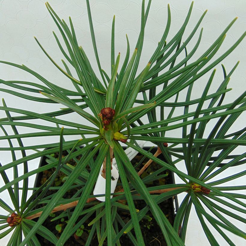 Sciadopitys verticillata (Foliage)