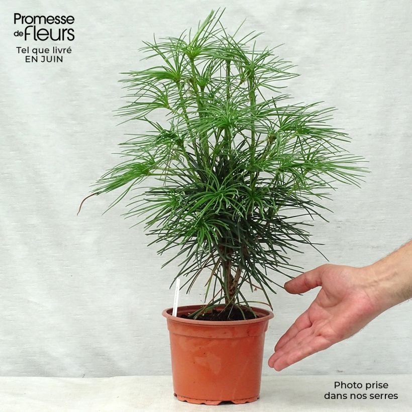 Sciadopitys verticillata 2L/3L pot sample as delivered in summer