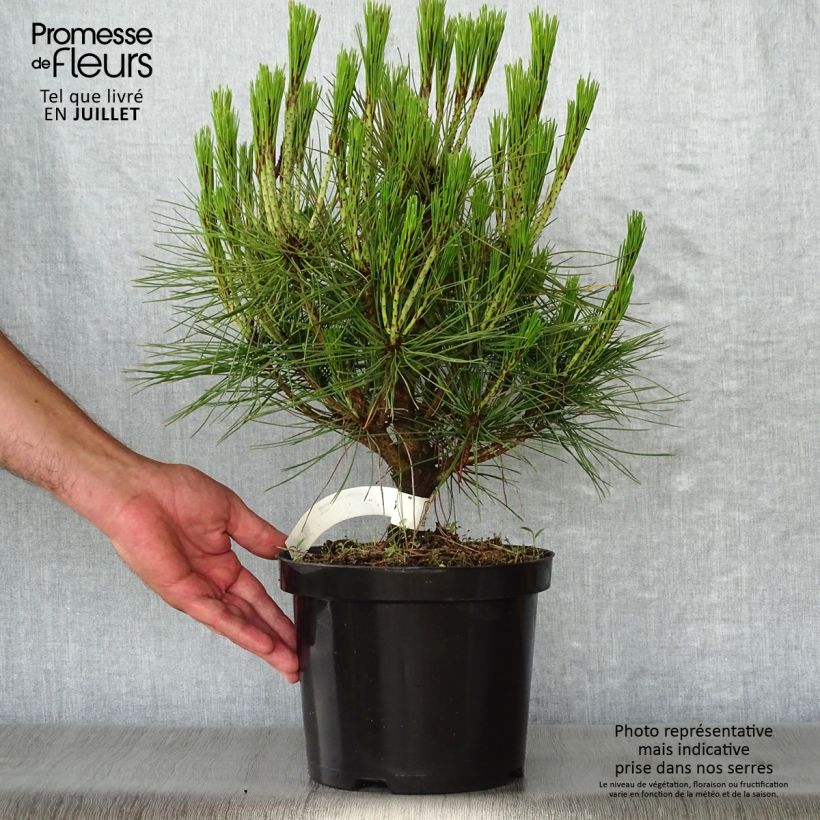 Pinus densiflora Alice Verkade - Japanese Red Pine 4L/5L pot sample as delivered in summer