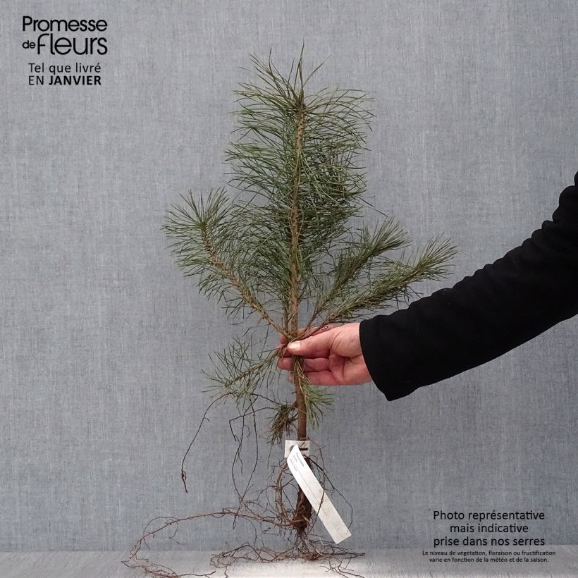 Pinus sylvestris - Scots Pine Bare rootShipped height around 30/50cm sample as delivered in winter