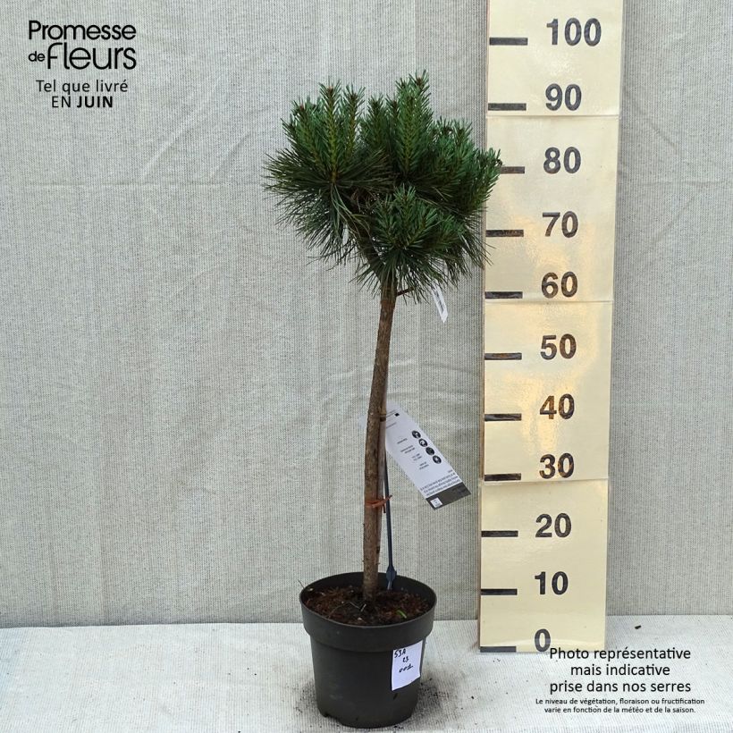 Pinus sylvestris Chantry Blue - Scots Pine Each sample as delivered in summer