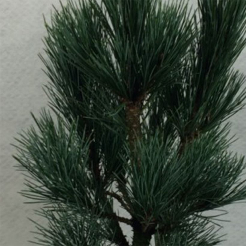 Pinus cembra Compacta Glauca - Arolla Pine (Foliage)