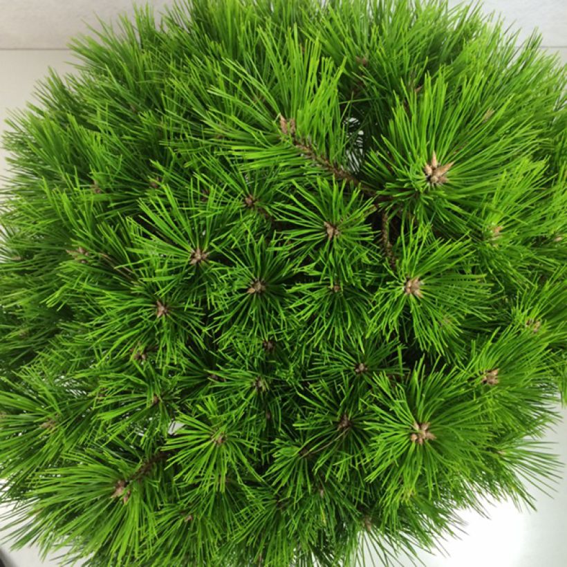 Pinus densiflora Low Glow - Japanese Red Pine (Foliage)