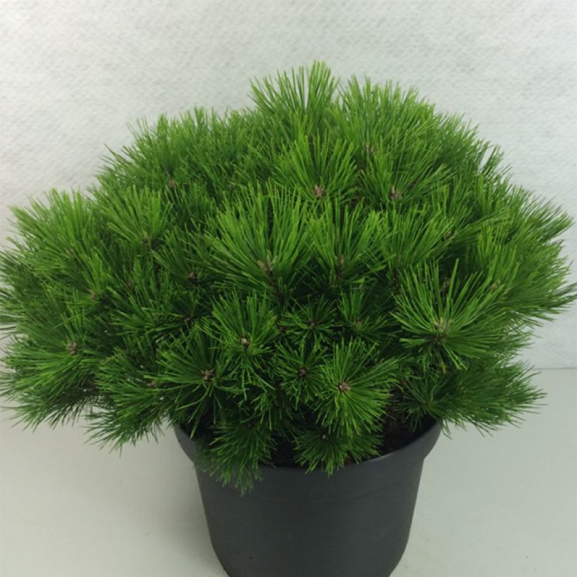 Pinus densiflora Low Glow - Japanese Red Pine (Plant habit)