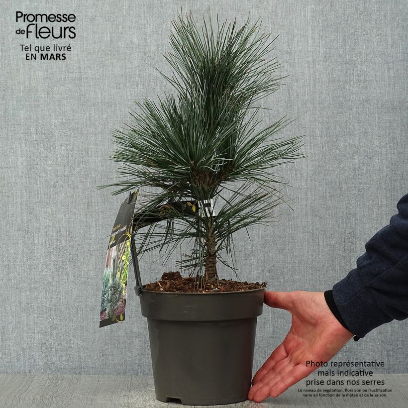 Pinus flexilis Vanderwolfs Pyramid -Felxible Pine sample as delivered in spring