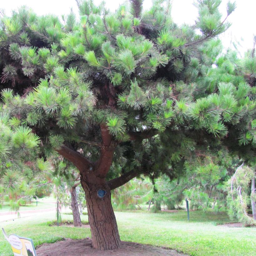 Pinus insignis - Monterey Pine (Plant habit)