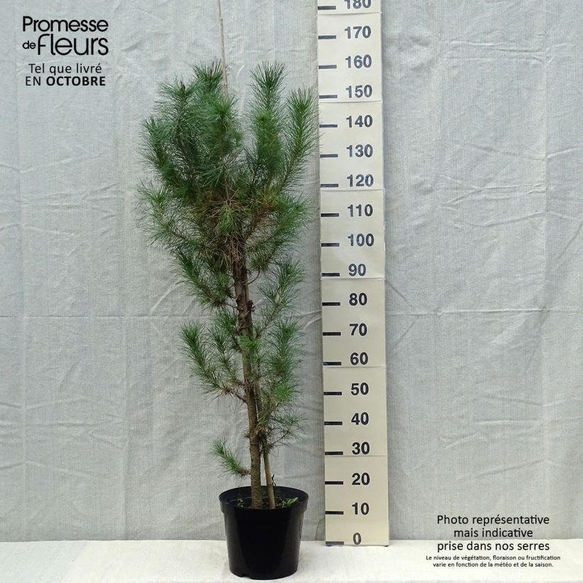 Pinus insignis - Monterey Pine 7.5L/10L pot sample as delivered in autumn