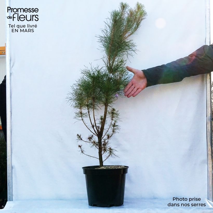 Pinus insignis - Monterey Pine sample as delivered in spring
