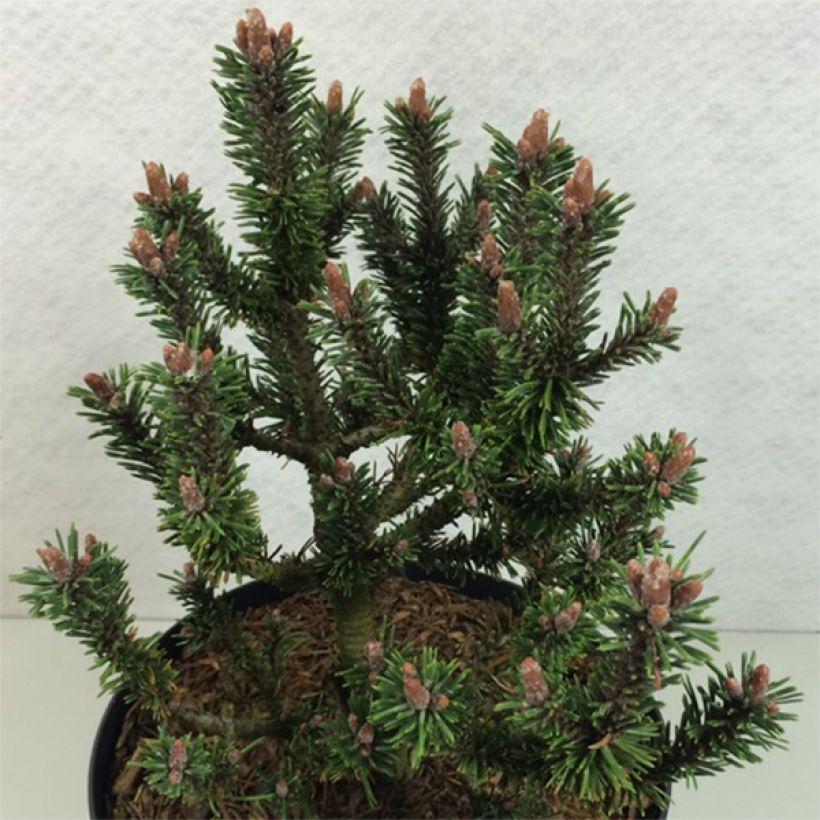 Pinus mugo Kissen - Dwarf Mountain Pine (Plant habit)